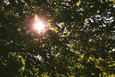 Sun shining through trees