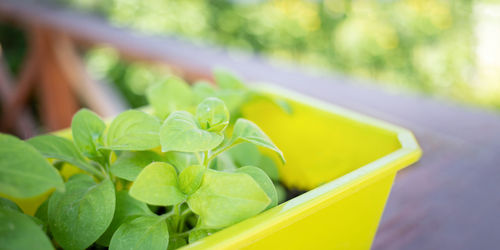 Yellow box with seedlings is standing on wooden terrace on blurry background of spring greenery. 