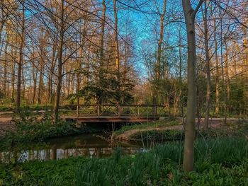 Scenic view of lake in forest