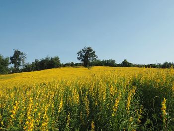 Scenic view of oilseed rape field against clear sky