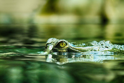 Close-up of turtle swimming in lake