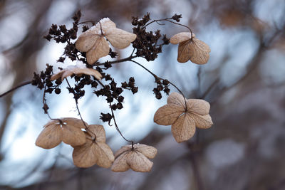 Close-up of wilted plant by tree