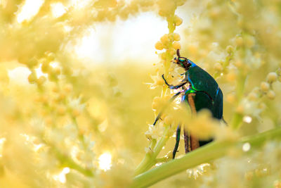 Close-up of figeater beetle on buds