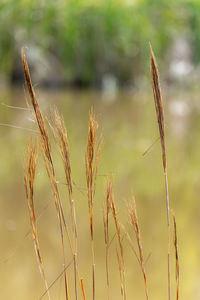 Close-up of plant growing outdoors