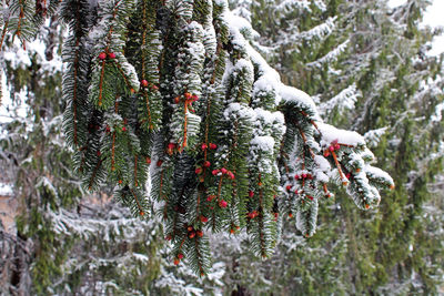 Close-up of pine tree during winter