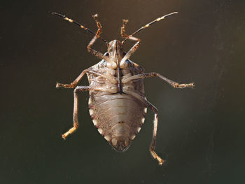 Close-up of stinkbug against black background
