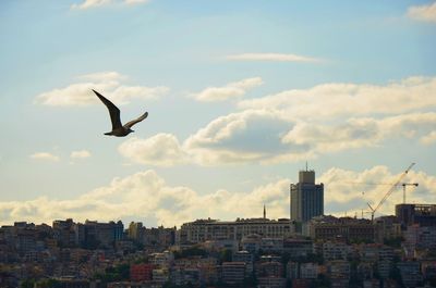 Low angle view of seagulls flying in city against sky