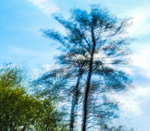 Low angle view of trees against sky