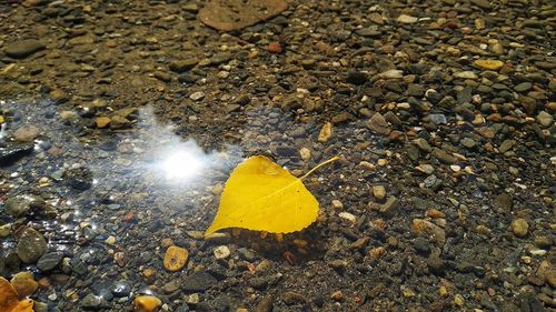 High angle view of yellow leaf on wet land