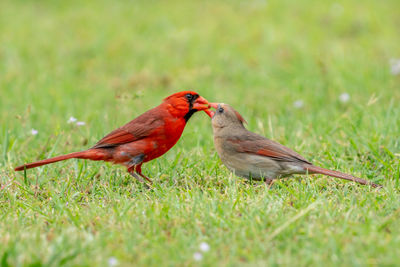 Birds perching on grassy field