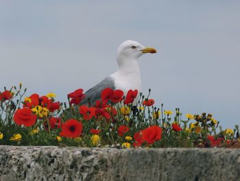 Close-up of seagull by flowers blooming against sky