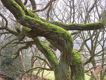 Low angle view of tree against sky