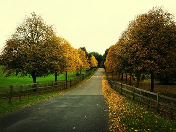 Road passing through forest