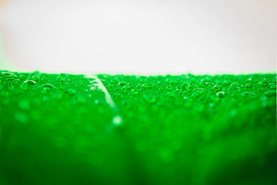 Close-up of water drops on grass