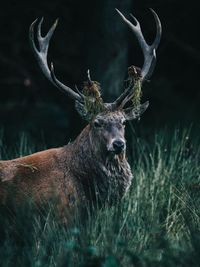 Portrait of deer