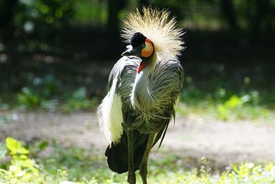 Grey crowned crane on sunny day