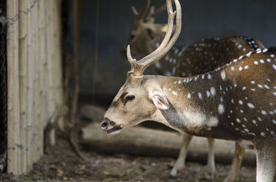 Side view of deer