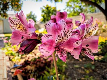 Close-up of pink flowering plant