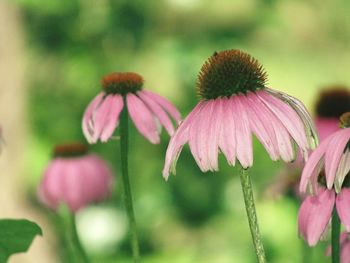 Close-up of coneflowers blooming outdoors