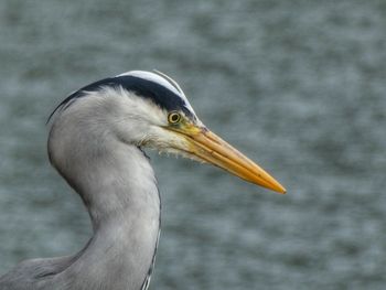 Heron head