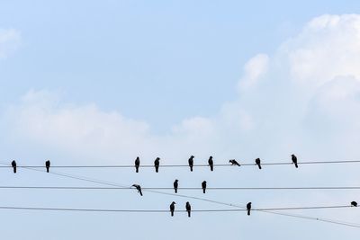 Low angle view of birds perching on cable against sky