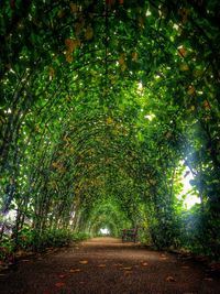 Footpath amidst trees