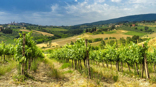 Scenic view of vineyard against sky