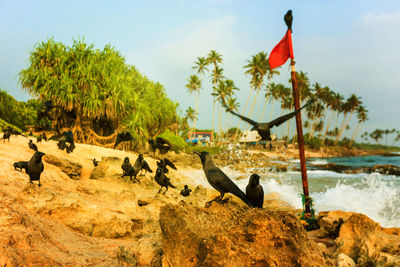 View of a bird on a land