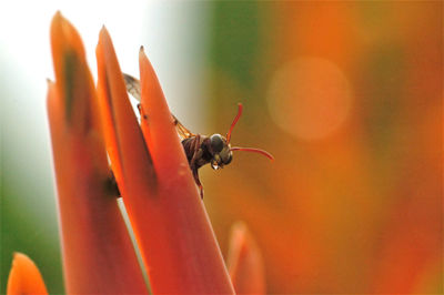 Close-up of insect on red flower