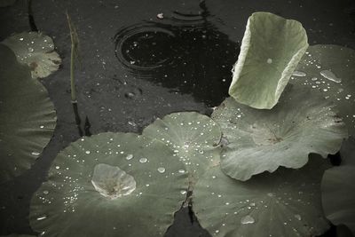 High angle view of water drops on leaves floating on lake