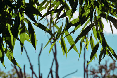 Close-up of leaves on tree against sky