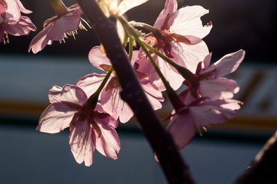 Close-up of pink cherry blossoms