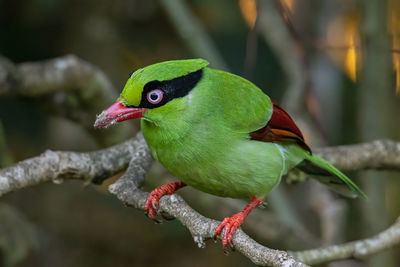 Close-up of a bird perching on branch