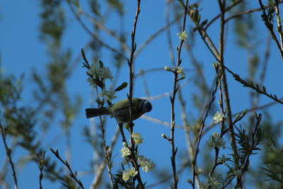 Low angle view of bird perching on a tree