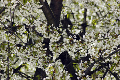 Branches of a white blossom cherry tree in the garden