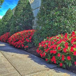 Red flowers blooming in greenhouse