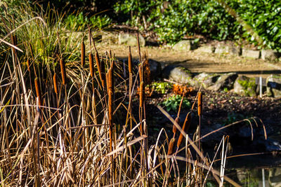 Close-up of plants