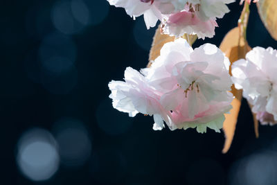 Pale pink blossom against dark bokeh background
