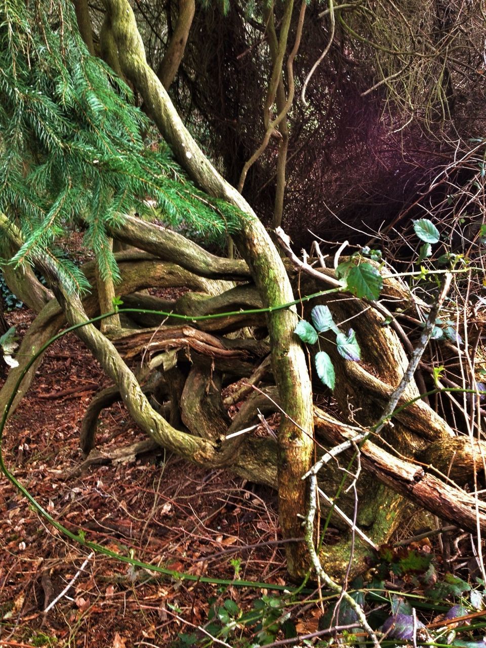 tree trunk, tree, growth, branch, forest, root, nature, plant, green color, tranquility, outdoors, day, field, no people, close-up, wood - material, growing, high angle view, leaf, twig