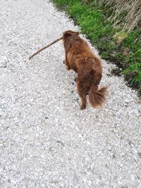 Dog in the background