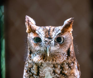 Close-up portrait of owl