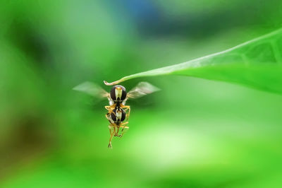 Close-up of insect on leaf