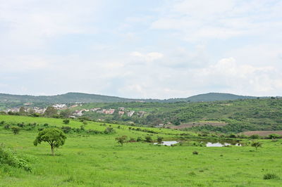 Scenic view of agricultural field against sky