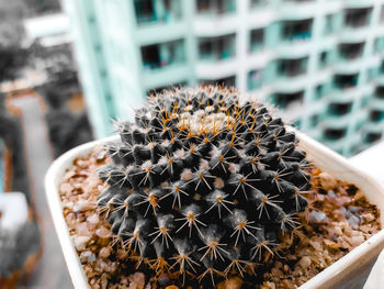 Close-up of cactus plant in pot