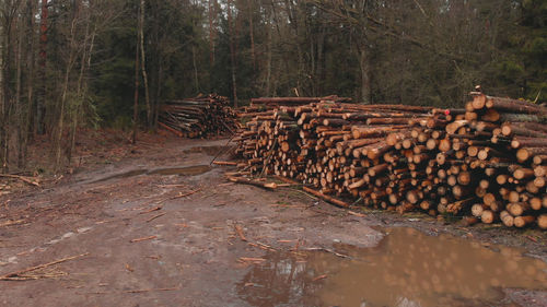 Stack of logs in forest