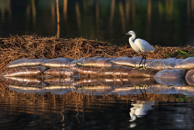 Close-up of birds perching on lake