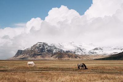 View of horse on field against sky