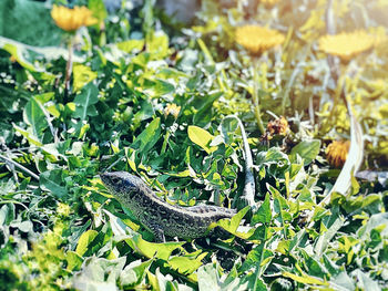 Close-up of a lizard