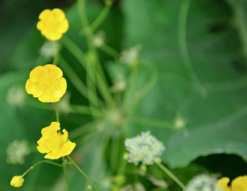 Close-up of yellow flowering plant