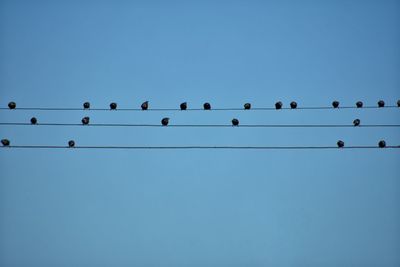 Low angle view of birds perching on cable against clear sky